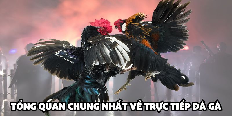 Tổng quan chung nhất về trực tiếp đá gà